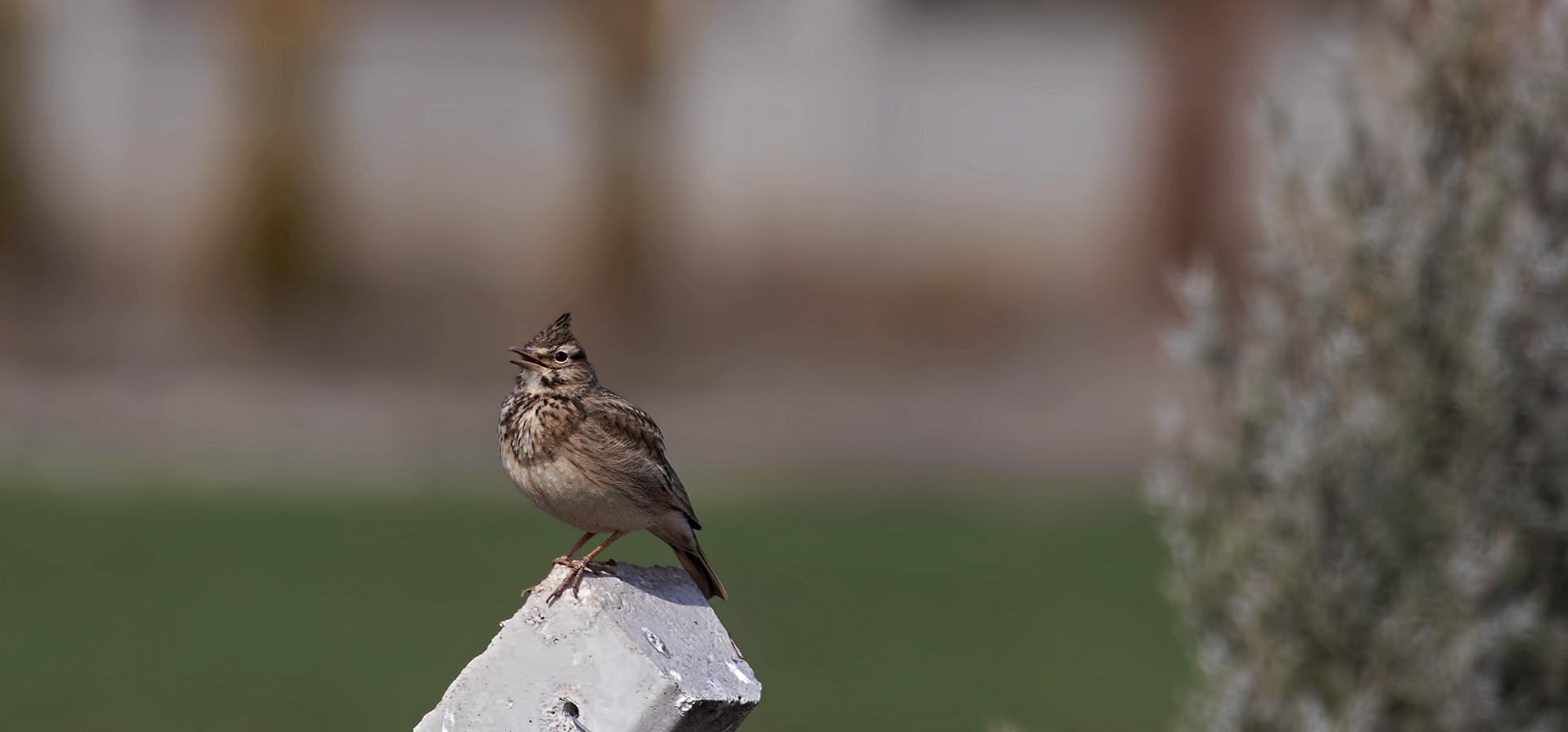 Crested Lark